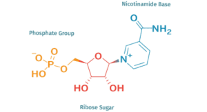 nicotinamide-mononucleotide
