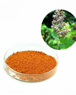 Estratto di Macleaya Cordata